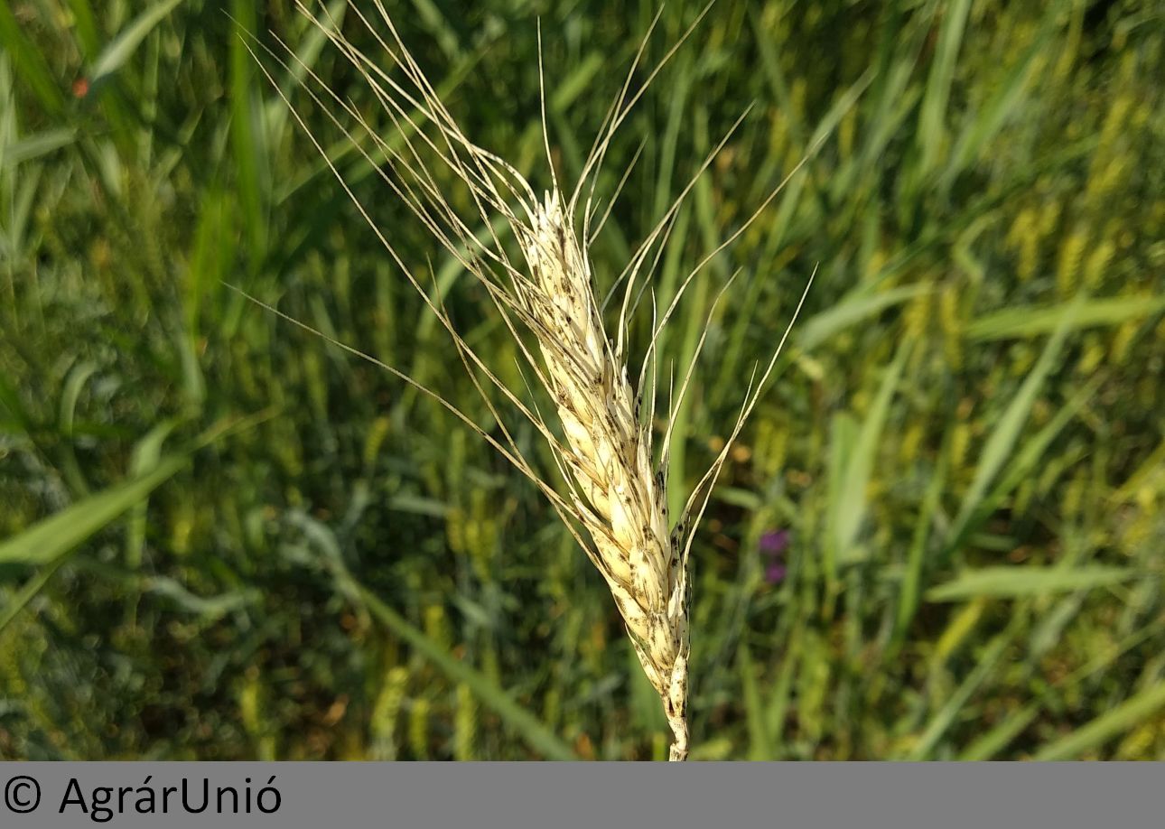 NapiKép 2018.06.07.