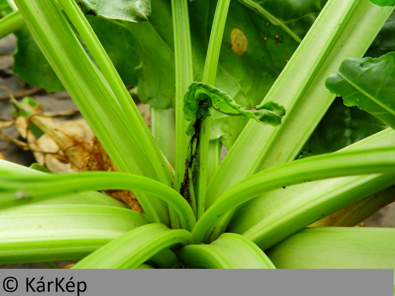 NapiKép 2019.08.06.