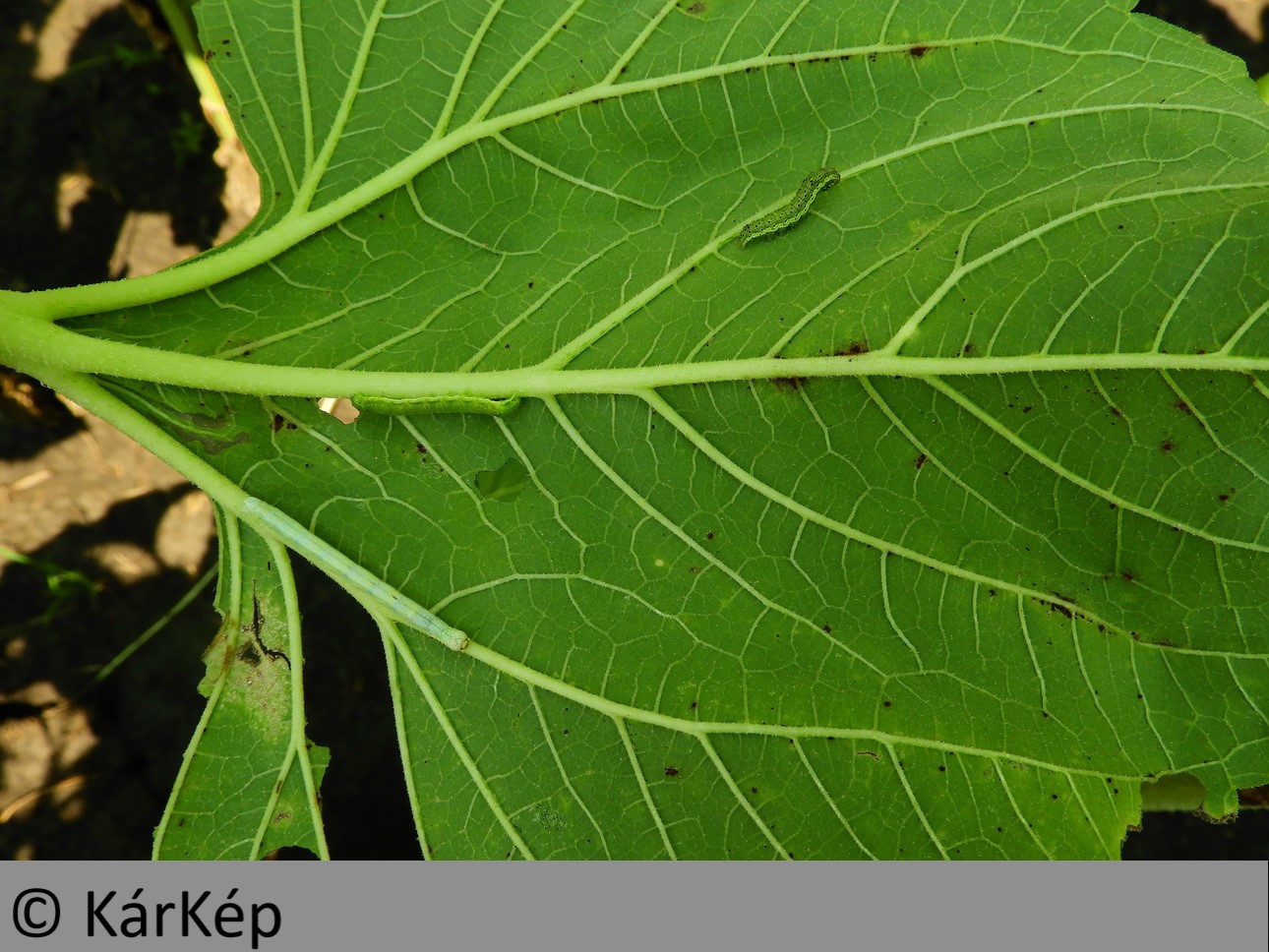 NapiKép 2019.08.08.