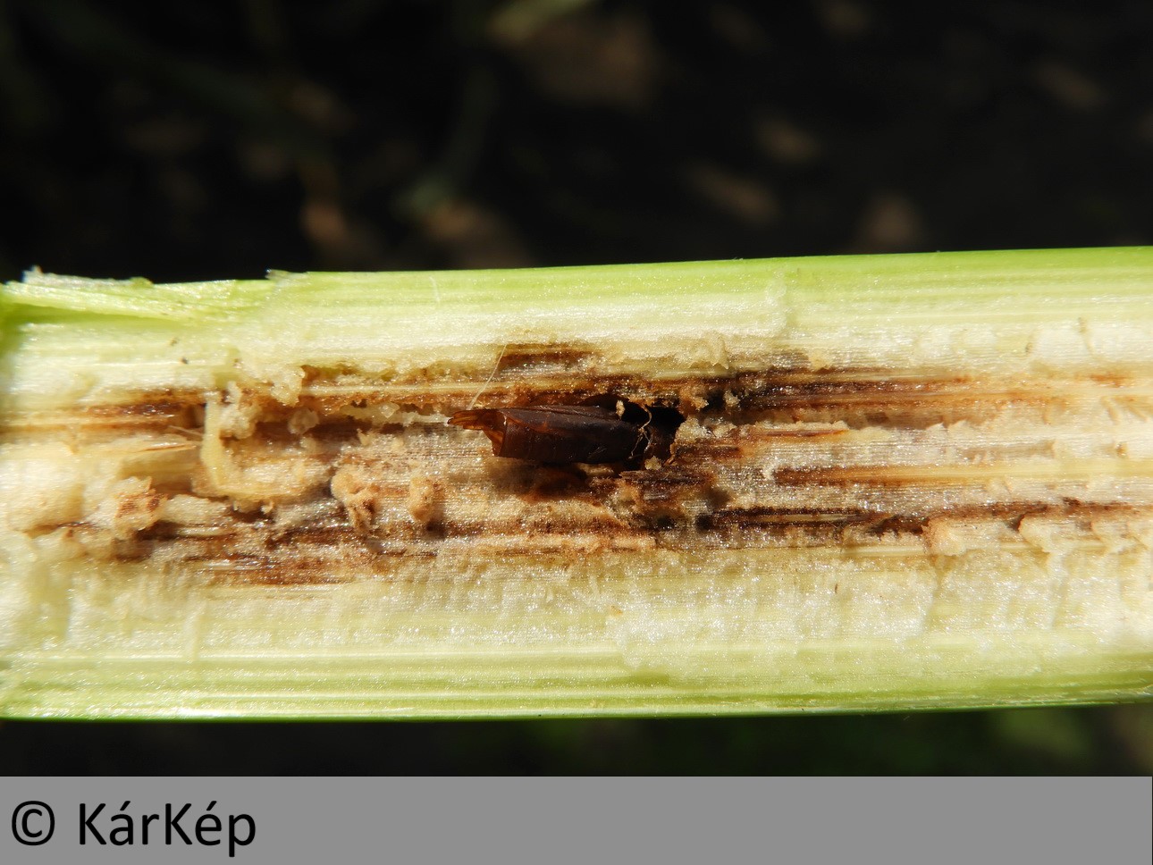 NapiKép 2019.08.09.
