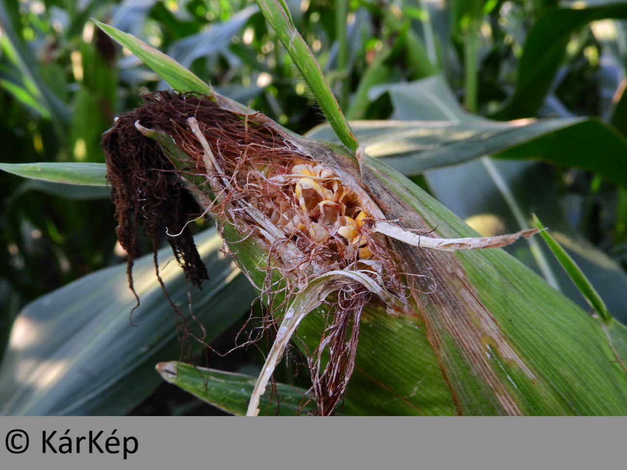 NapiKép 2019.08.11.