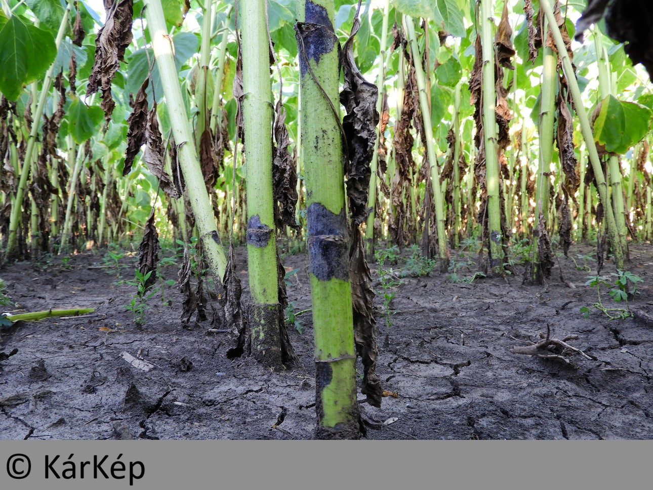 NapiKép 2019.08.13.