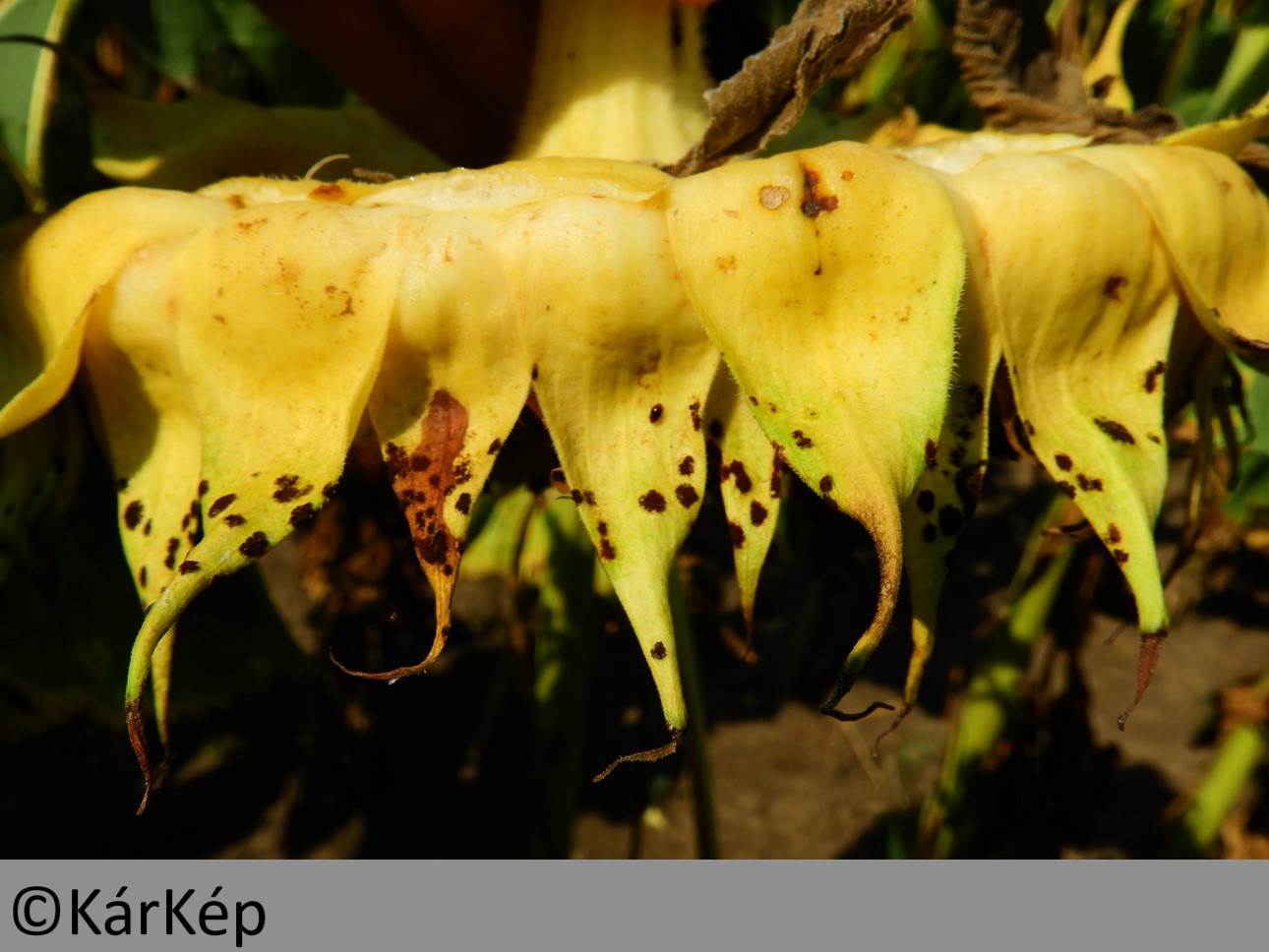 NapiKép 2019.08.26.