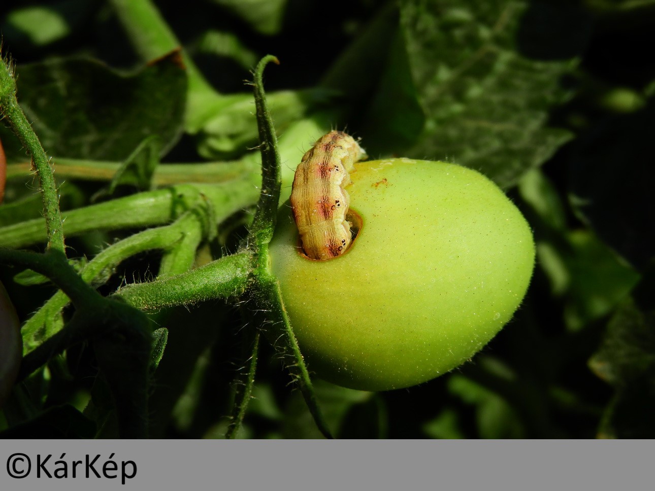NapiKép 2019.08.27.