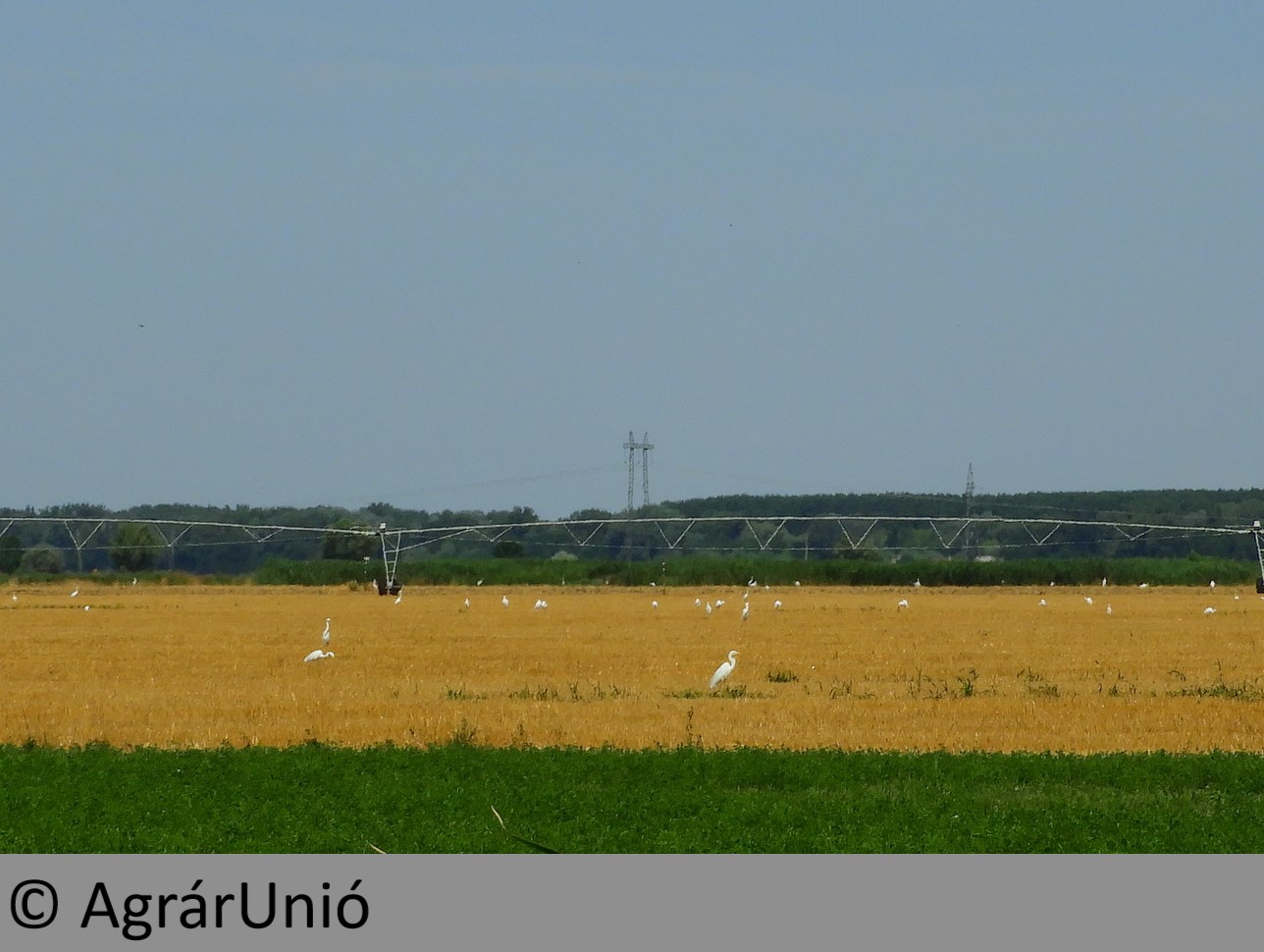 NapiKép 2019.07.21.