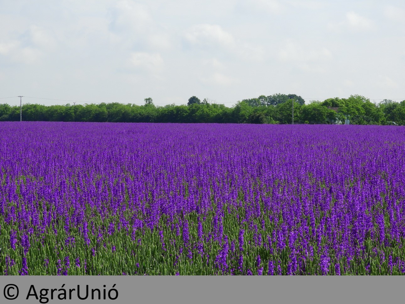 NapiKép 2019.06.01.
