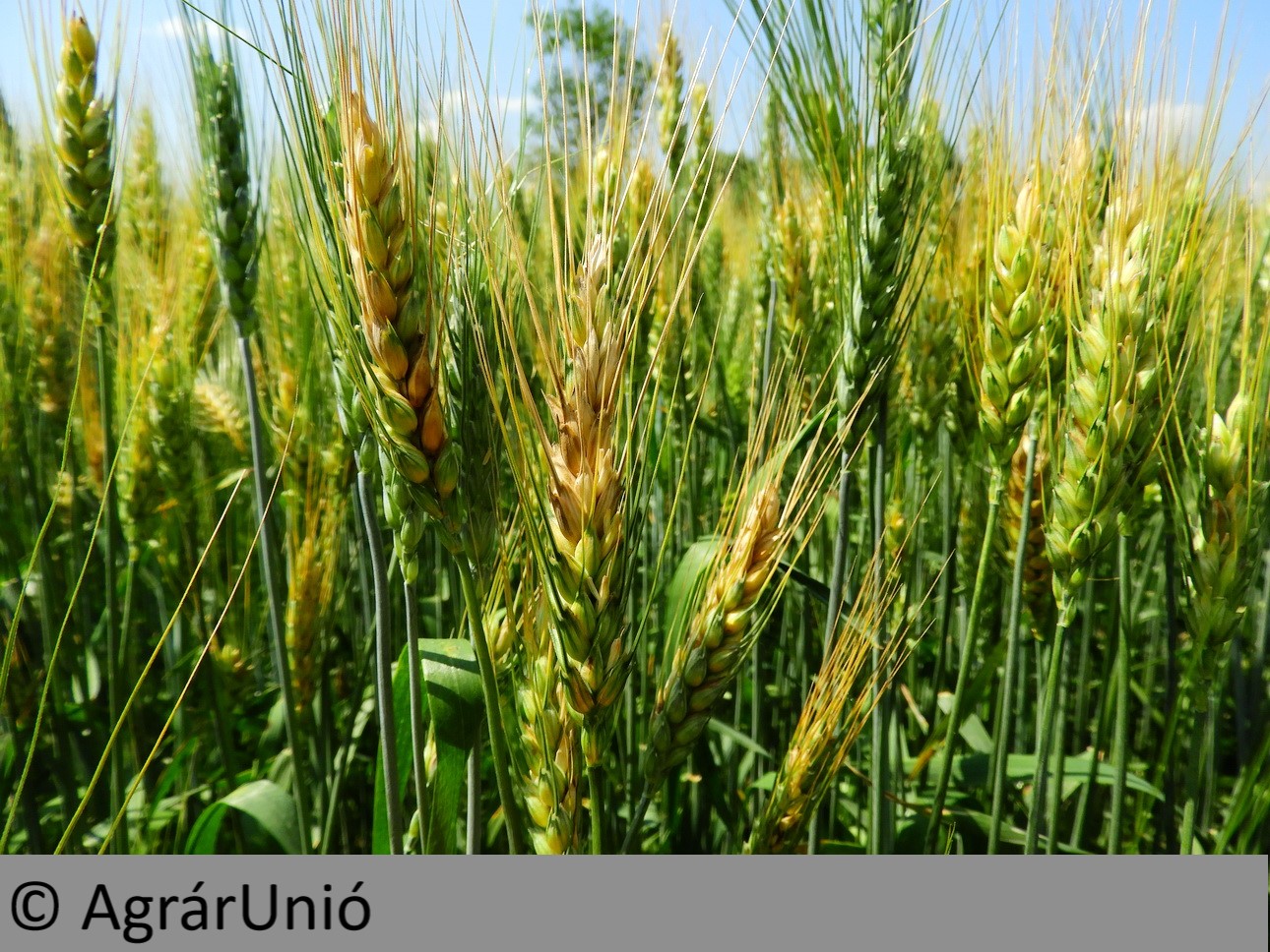 NapiKép 2019.06.12.