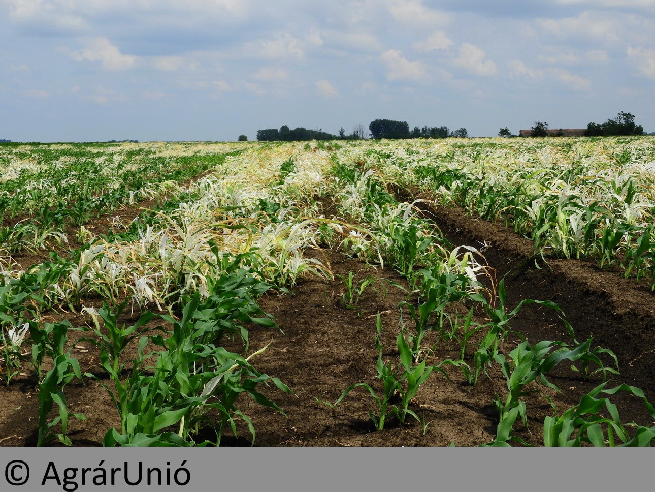 NapiKép 2019.06.19.