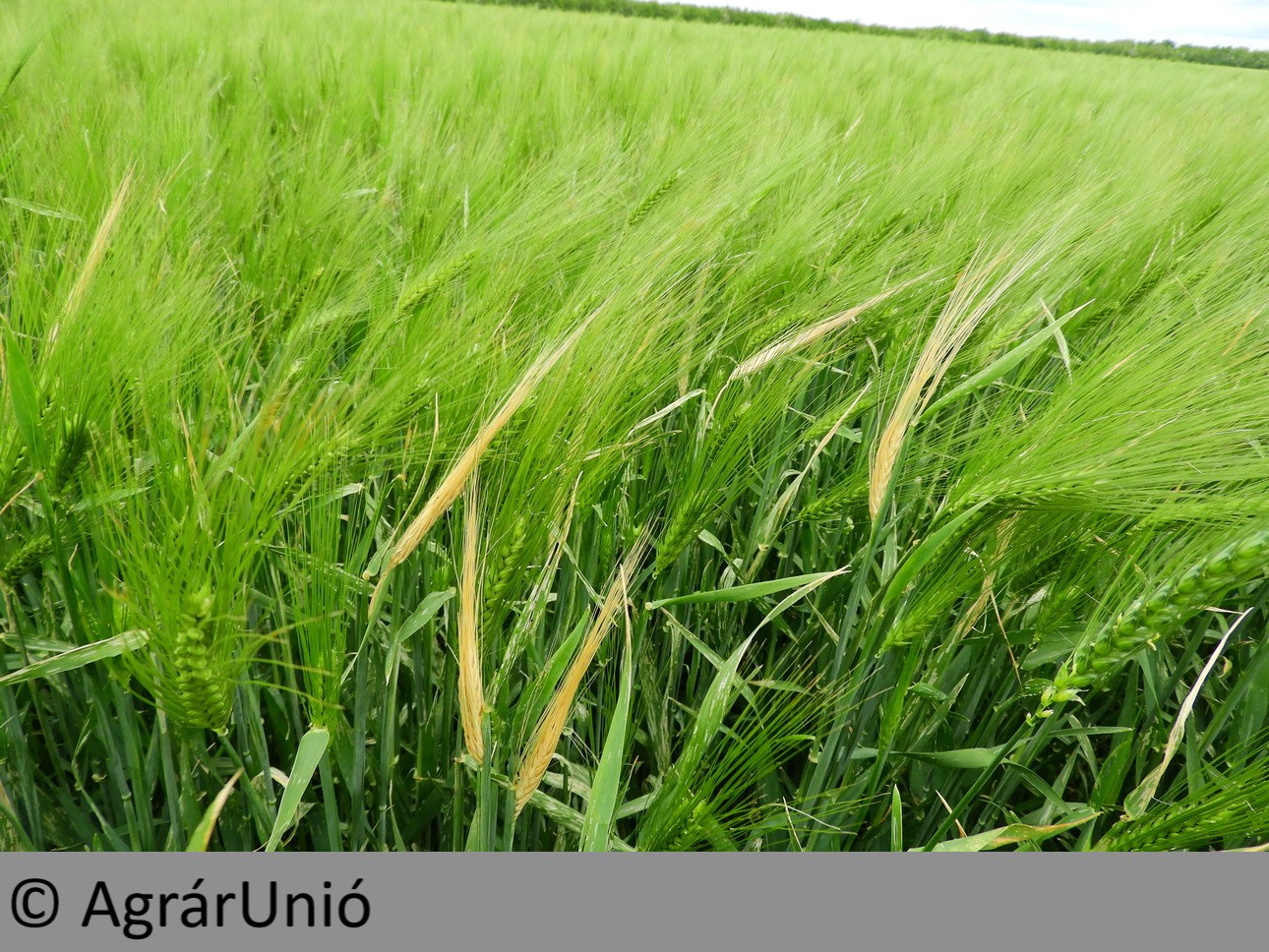 NapiKép 2019.05.24.