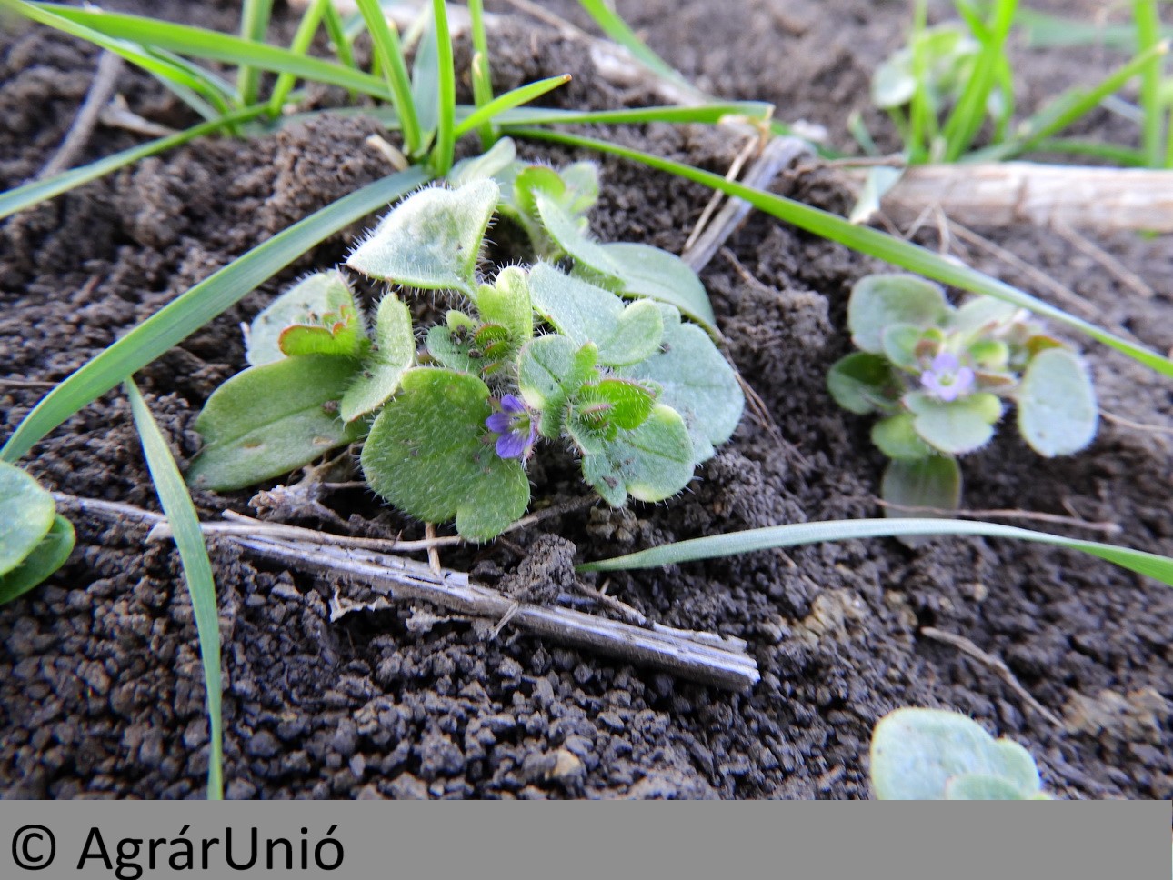 NapiKép 2019.03.31.