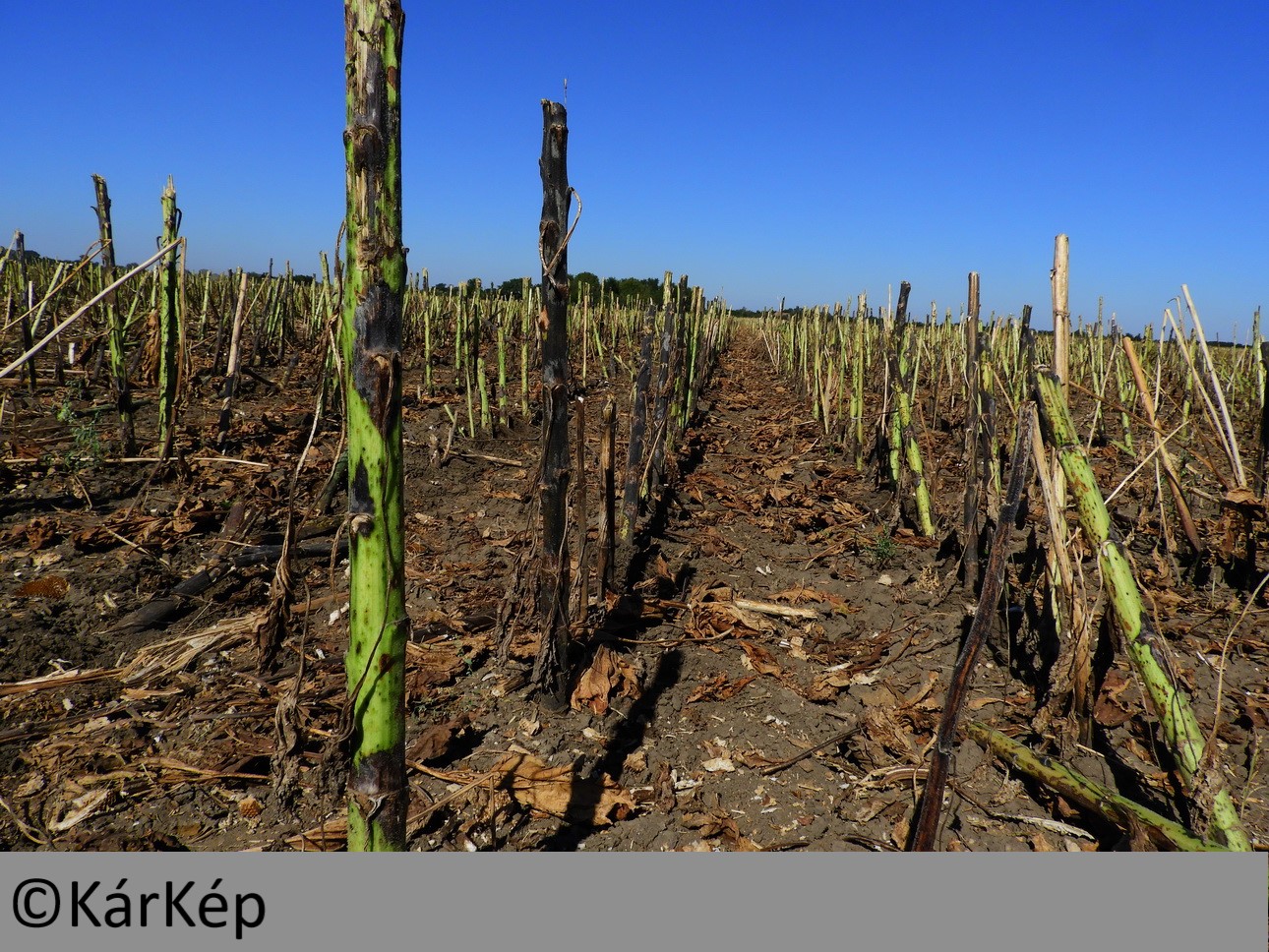 NapiKép 2019.10.26.