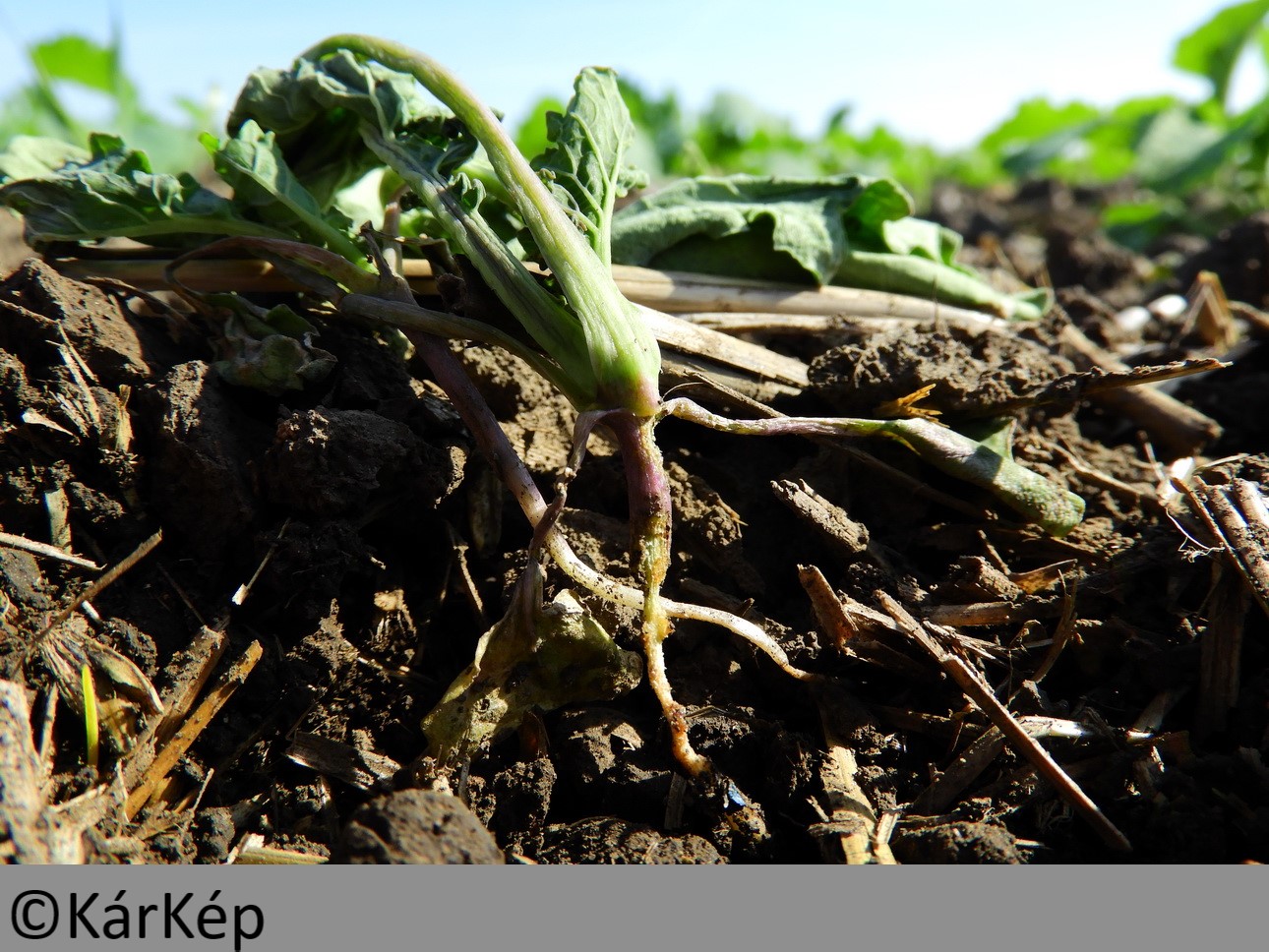 NapiKép 2019.10.10.