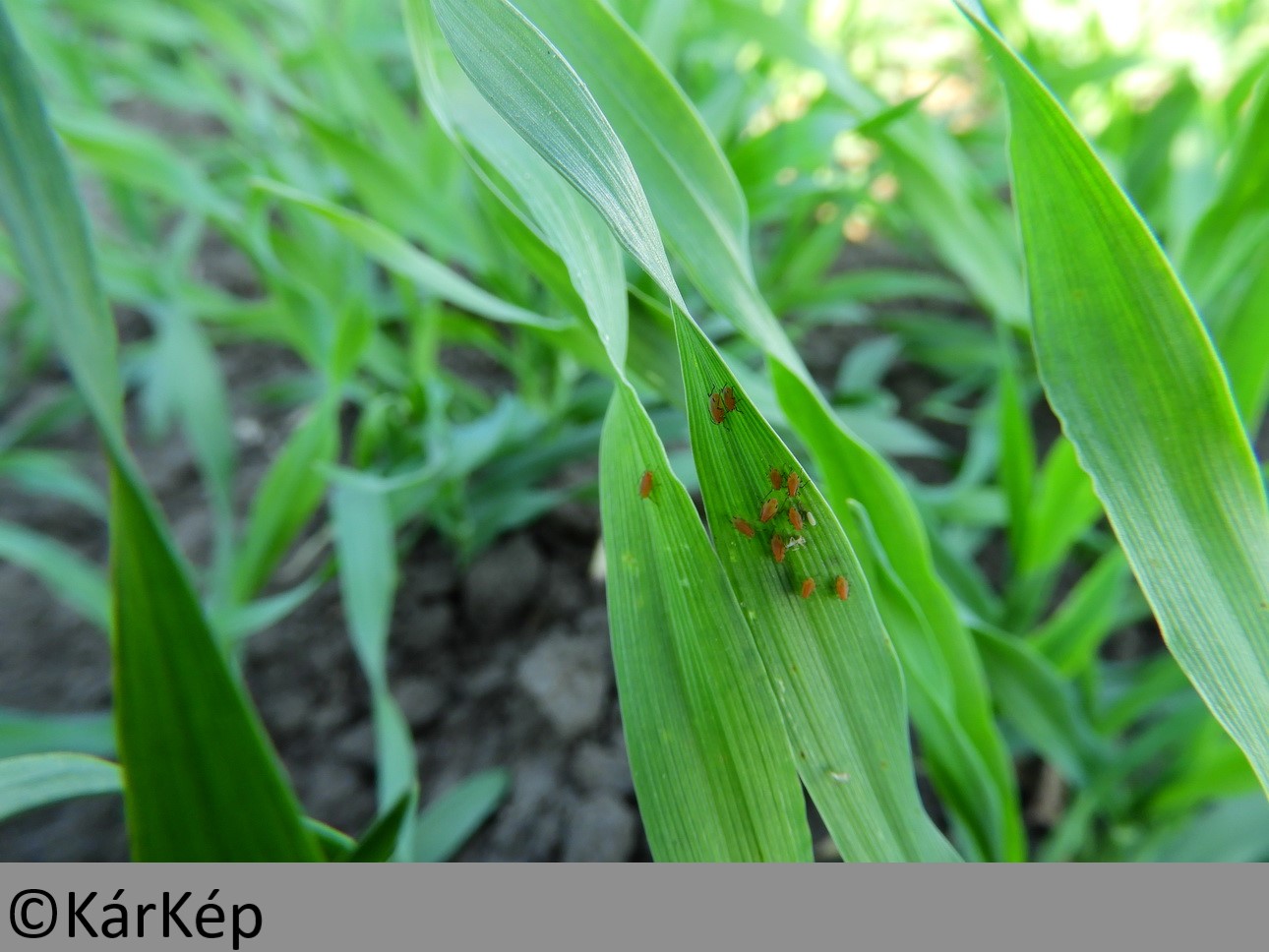 NapiKép 2019.10.25.