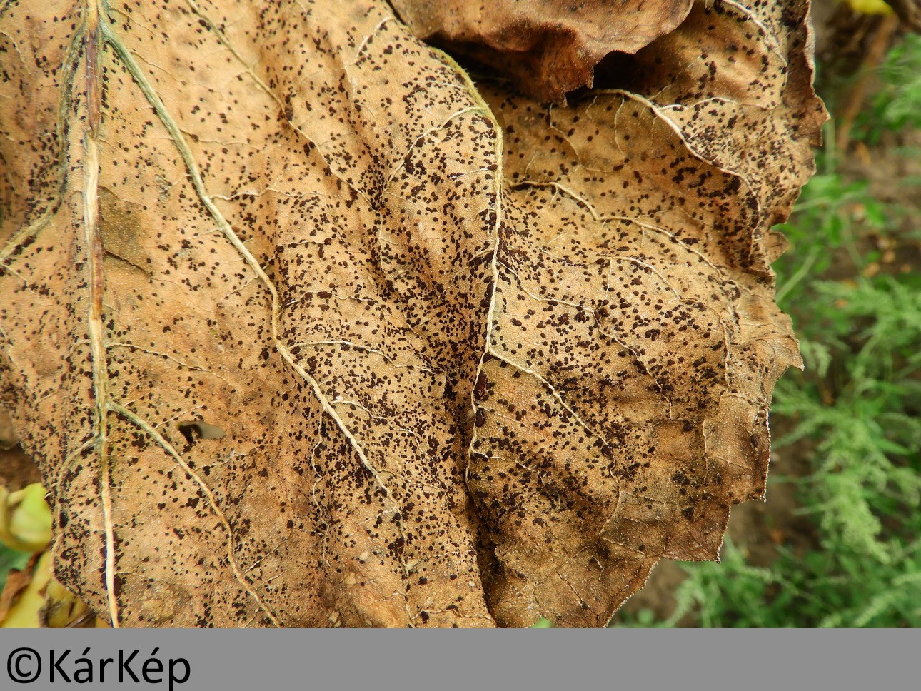 NapiKép 2019.09.13.