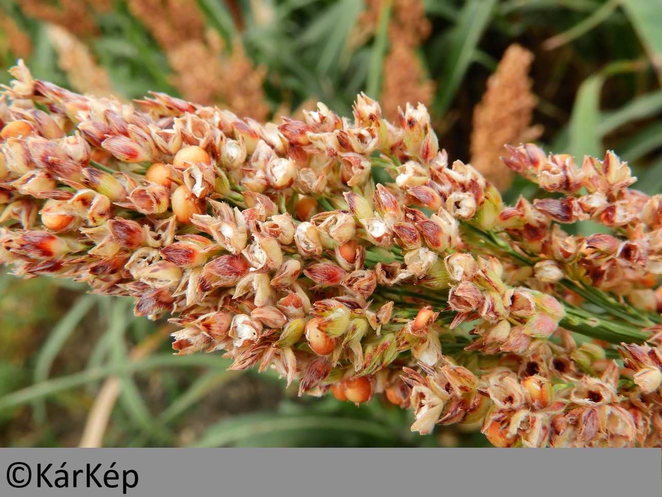 NapiKép 2019.09.22.