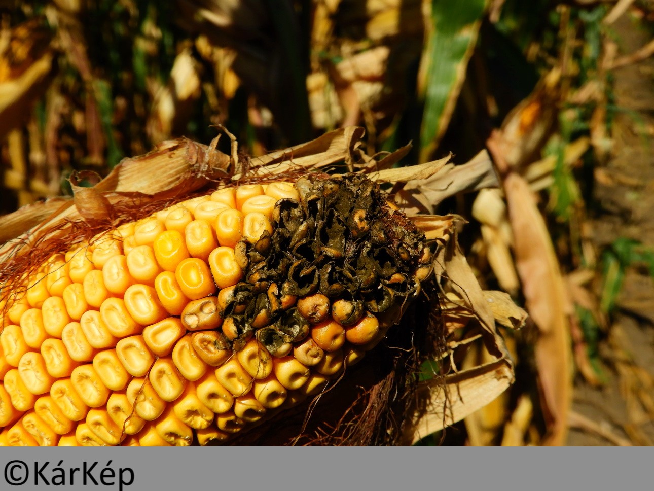 NapiKép 2019.09.16.