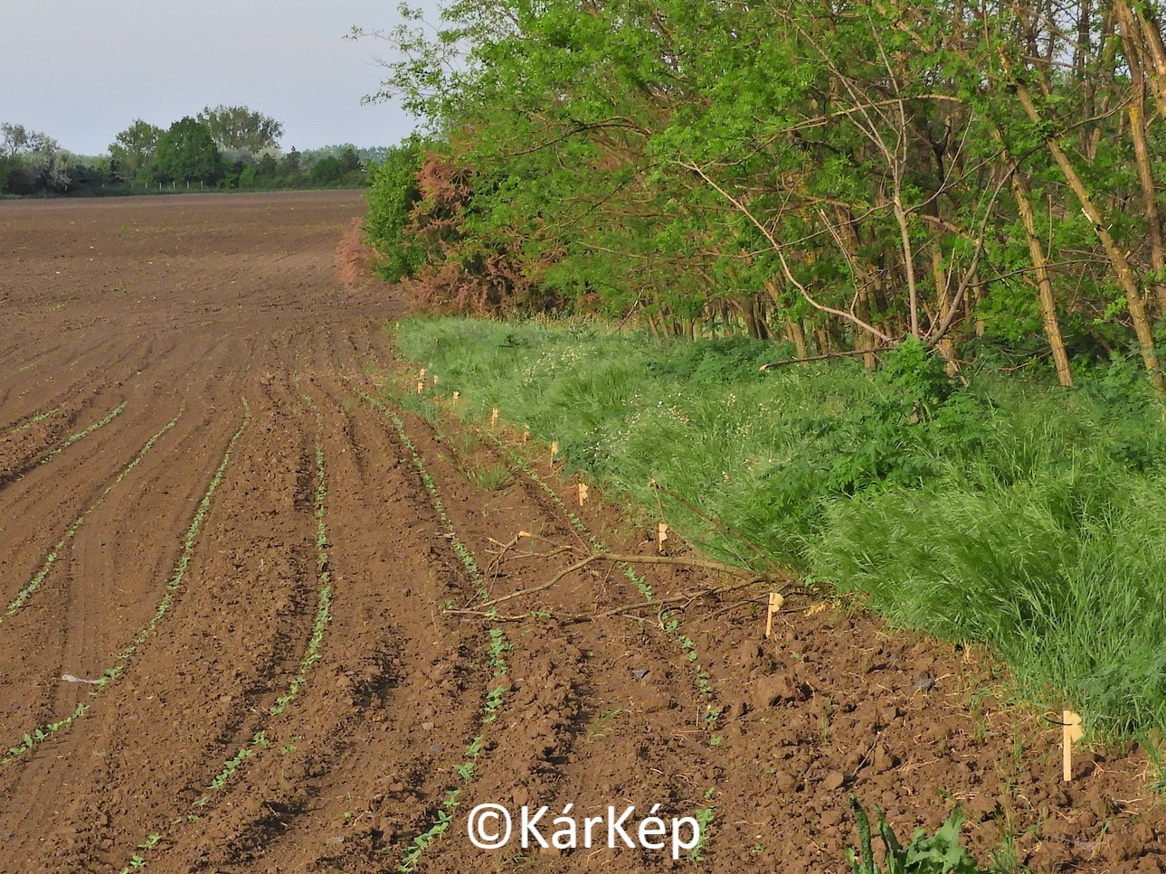 NapiKép 2020.05.13.