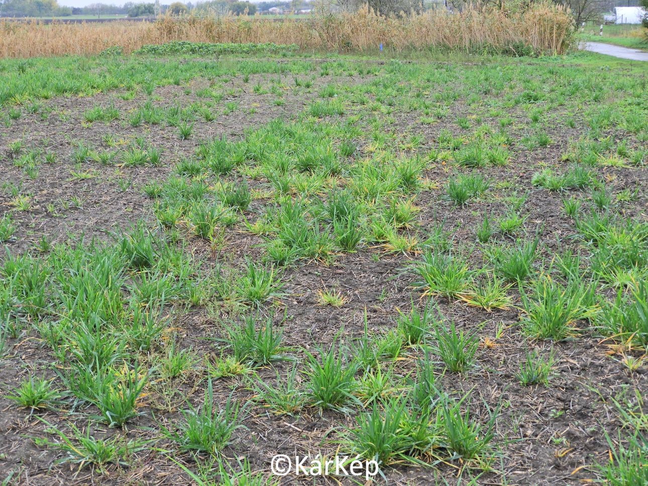 NapiKép 2020.11.06.
