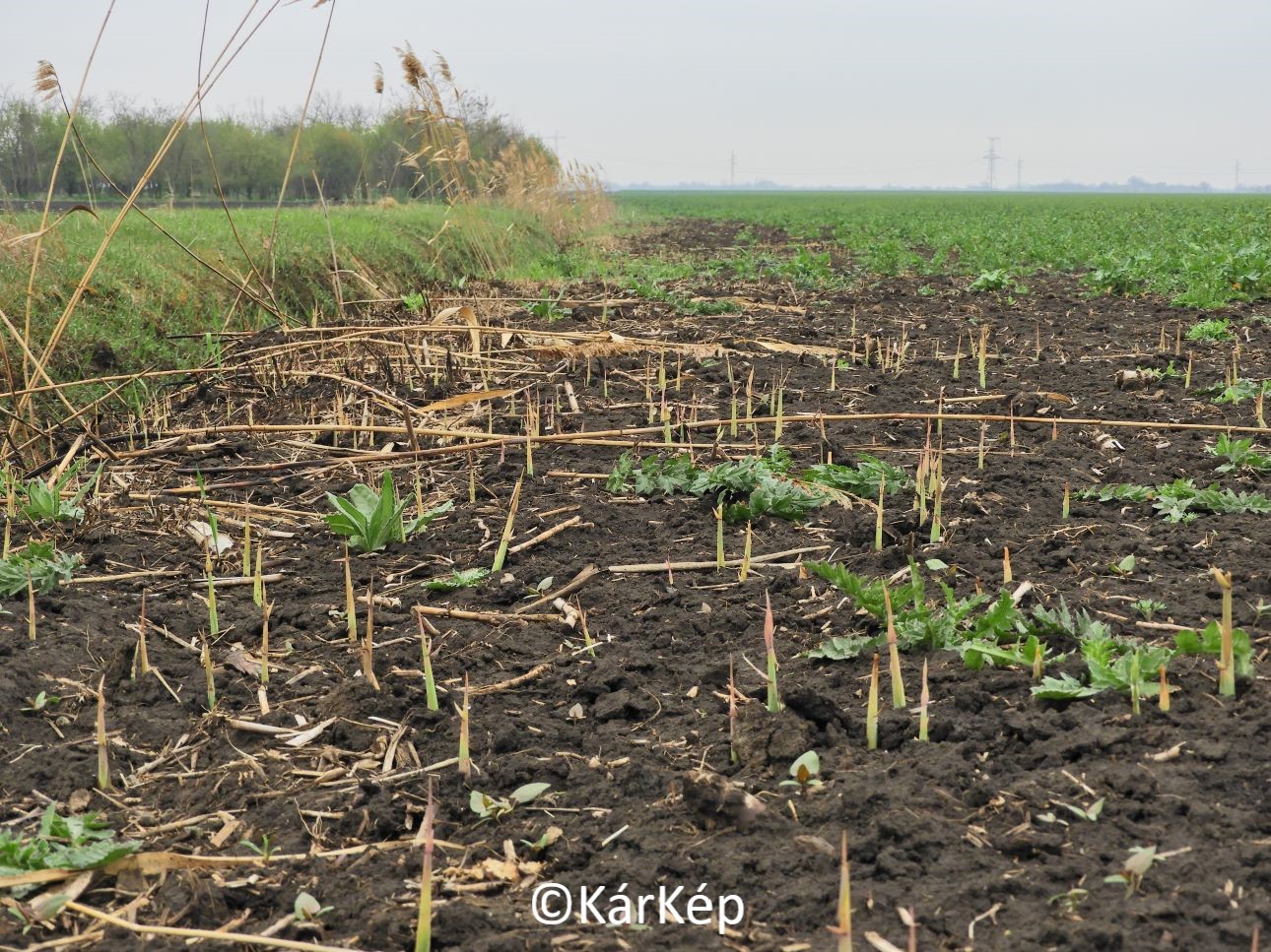 NapiKép 2021.04.18.