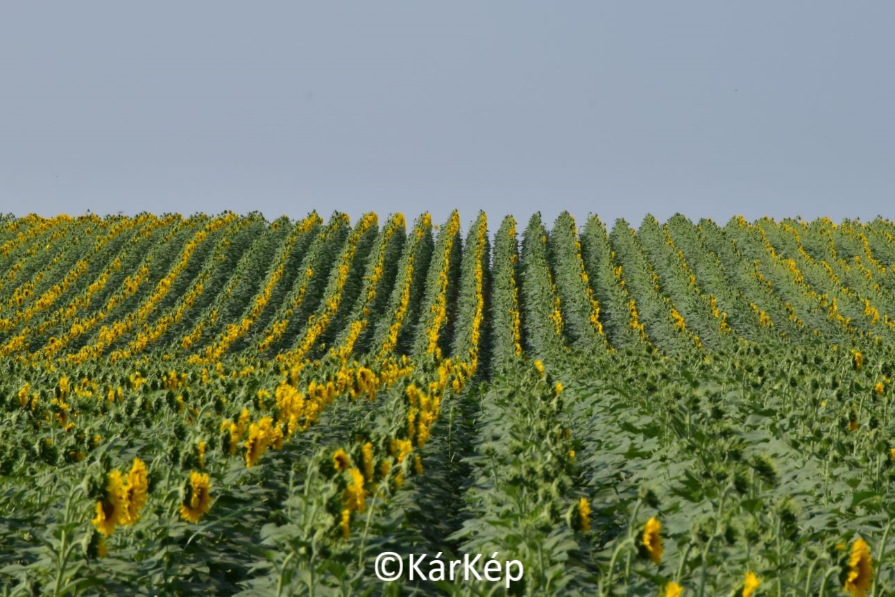 NapiKép 2021.07.13.
