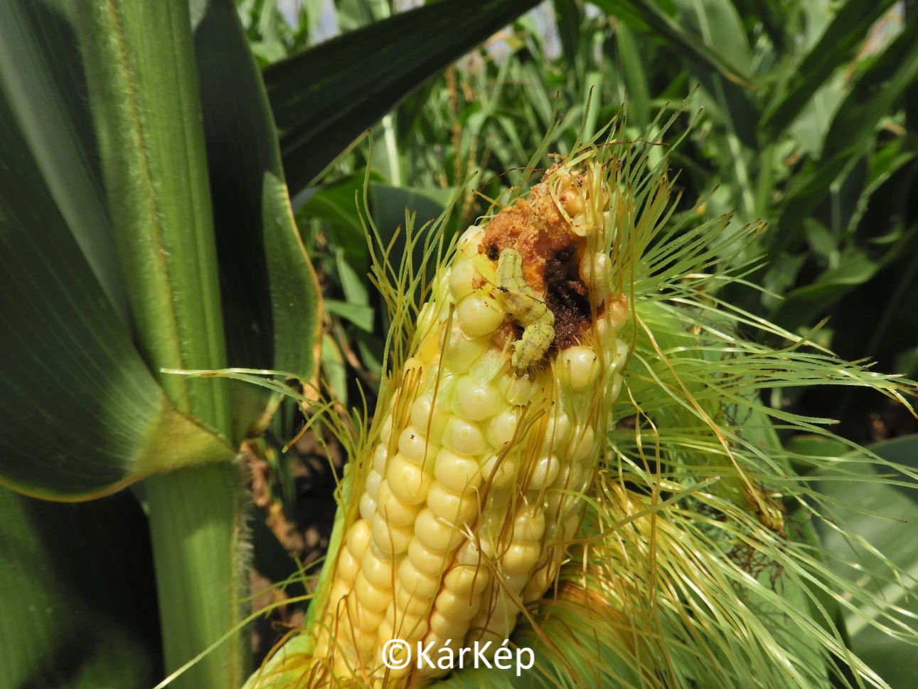 NapiKép 2021.07.27.