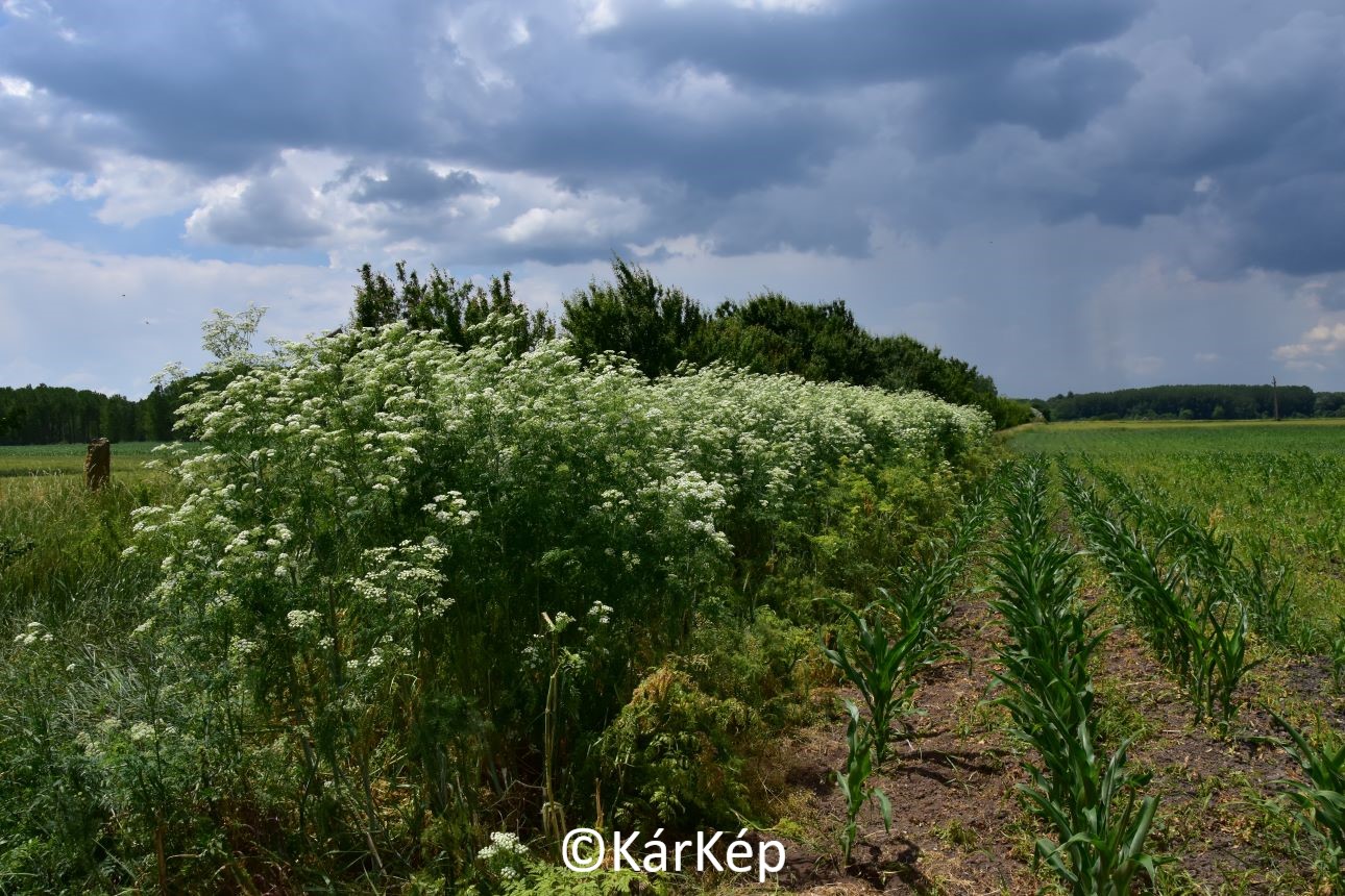 NapiKép 2021.06.18.