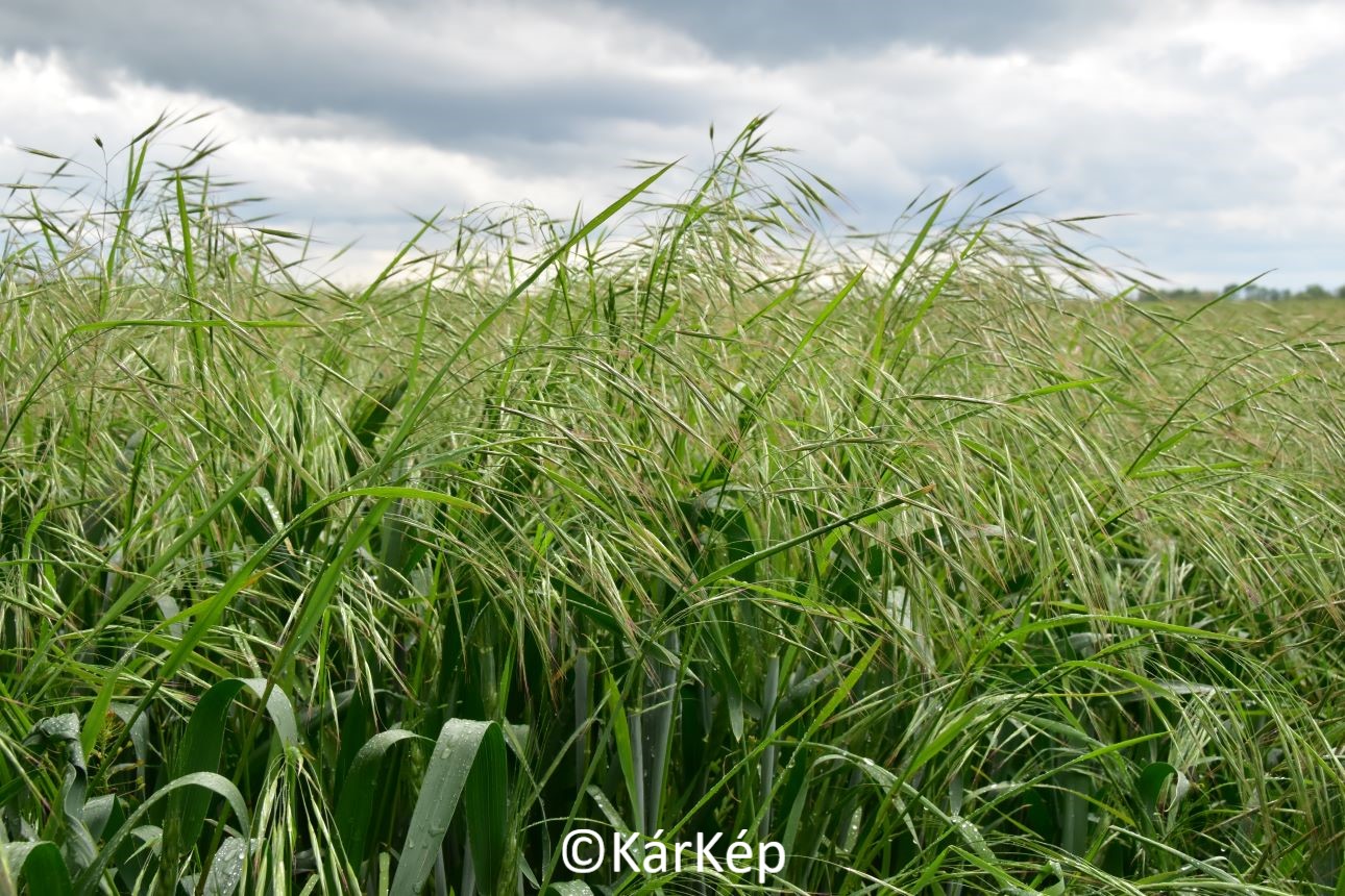 NapiKép 2021.05.18.