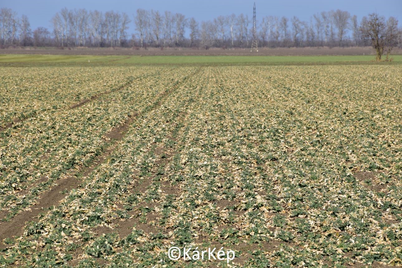 NapiKép 2021.03.09.