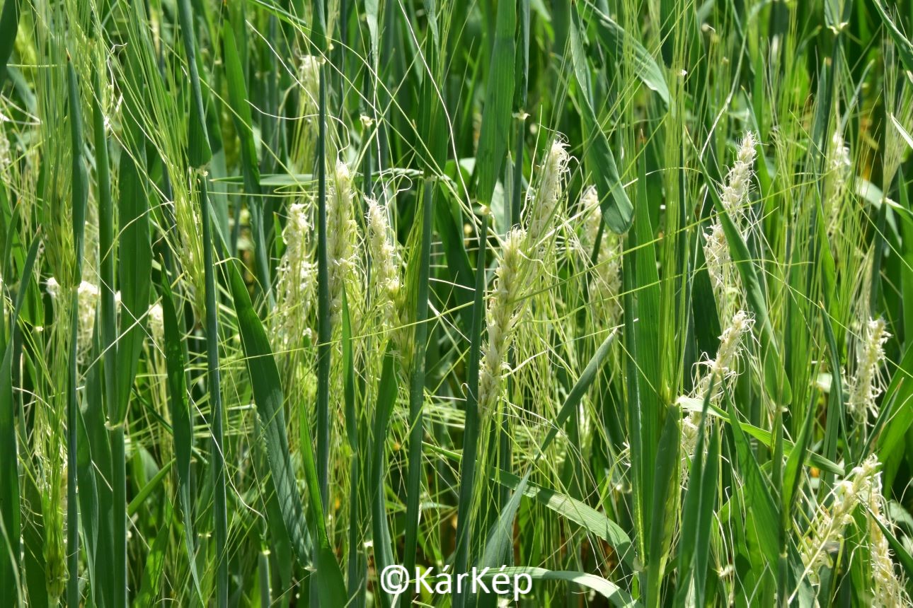 NapiKép 2022.05.18.