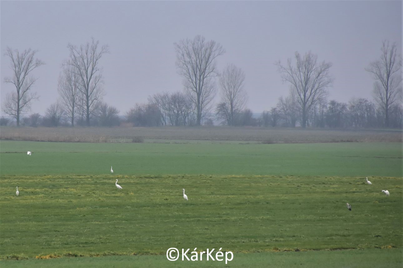 NapiKép 2023.01.15.